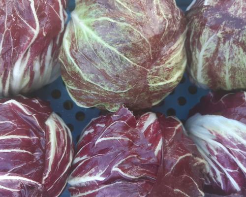 Radicchio chioggia